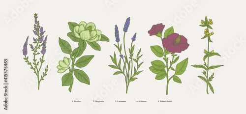 vintage hand drawn boatnical illustration set. graphic design elements, isolated flower vectors