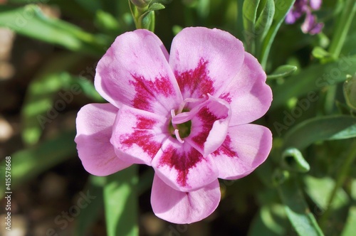 Goździk ogrodowy (Dianthus Esta)