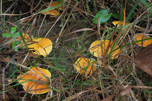 The Golden Waxcap (Hygrocybe chlorophana) is an inedible mushroom