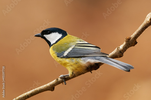 Beautiful great tit (Parus major)