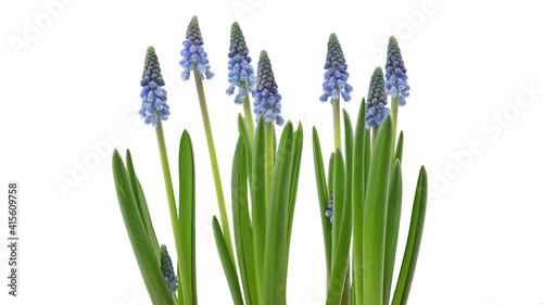 young blue muscari armeniacum flowers in a line on white background