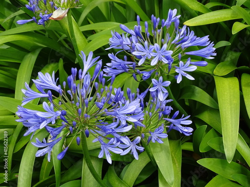 AGAPANTHUS AFRICANUS. AGAPANTO. BLUE AFRICAN LILY. FLOWERS AND LEAVES.