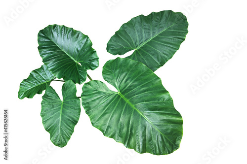 Heart shaped green leaves of Elephant Ear or Giant Taro (Alocasia species), tropical rainforest foliage garden plant isolated on white background with clipping path.
