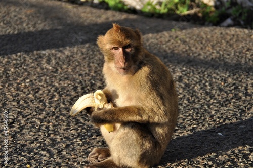 Monkey with banana