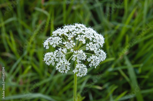 Hemlock white flowers