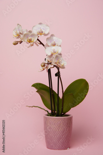 Beautiful phalaenopsis potted orchid flowers on a pink background. Concept wedding, mothers day and valentines day background. Small depth of field.