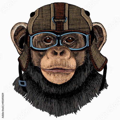 Vector chimpanzee portrait. Ape head, monkey face.