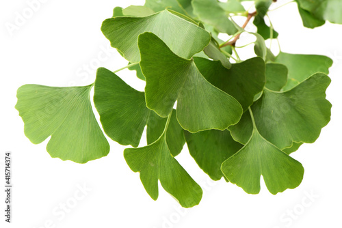 Ginkgo biloba fresh leaves on white background