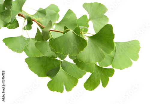 Ginkgo biloba fresh leaves on white background