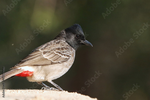 Profile portrait of a Red-vented bulbul bird perched on a stone wall