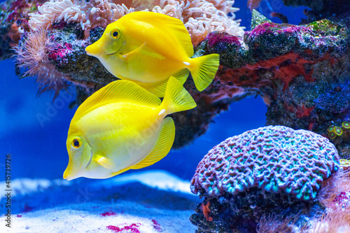 Zebrasoma flavescens - Yellow Tang .