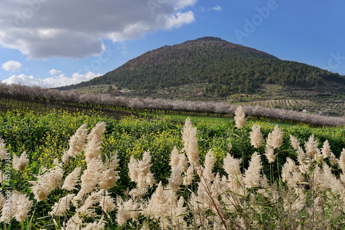 Beautiful scenery of a field newarthe Mount Tabor in Galilee Israel