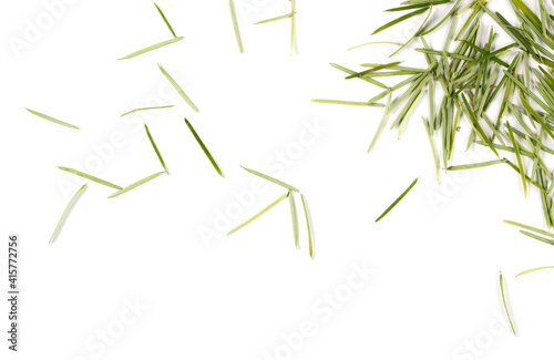 Conifer tree leaves, needles isolated on white background, top view