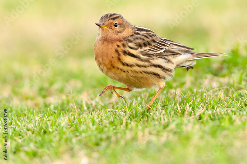 Roodkeelpieper, Red-throated Pipit, Anthus cervinus