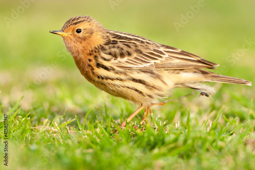 Roodkeelpieper, Red-throated Pipit, Anthus cervinus