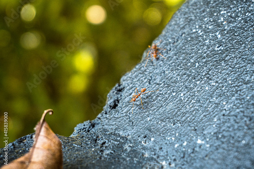 Zbliżenie na czerwone mrówki na szarym kamieniu i zielonym tle.