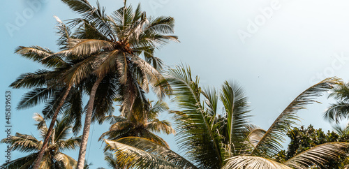 Tropikalne palmy kokosowe na tle niebieskiego nieba.