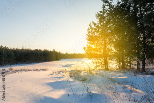 The rays of the setting sun break through the pine branches. Winter evening landscape with sunset. Nature background