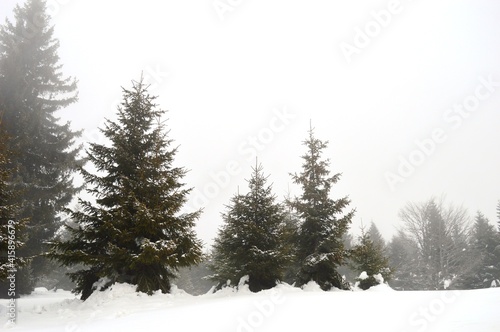 Christmas trees in the snow on the mountain