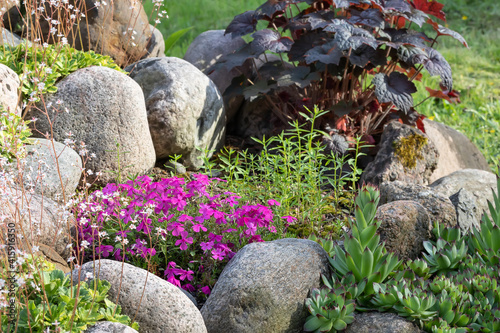 Various perennial plants in a small rockery in a summer garden