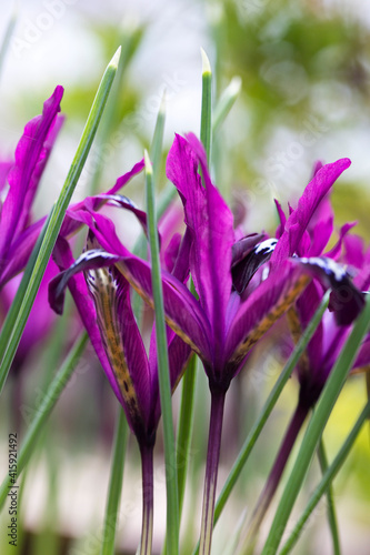 Iris Reticulata Pauline in flower in February, England, United Kingdom