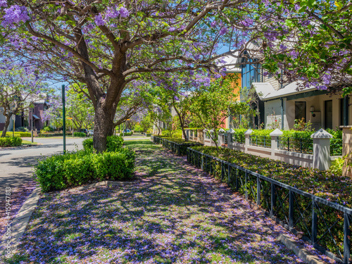 Jacaranda Trees in Subiaco, Perth, Western Australia