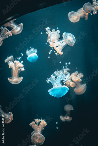  Blue color Jellyfish with orange color jellyfish in an Aquarium