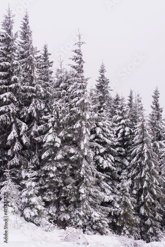 Trees covered with snow on a mountain slope.