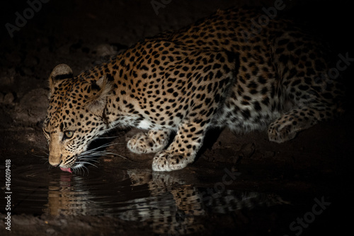 A young female leopard sen at night on a safari in South Africa