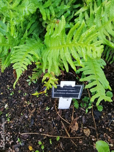 a large fern bush with a metal sign with the name "Polypodium vulgare". floral background