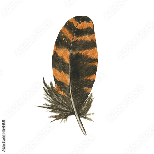 Striped feather of owl or woodcock isolated on white background. Watercolor hand drawing illustration. Brown and orange feather. Realistic painting