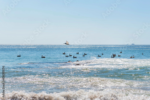 Wild beautiful birds - pelicans fishing in the ocean with big waves beach Playa Flamingo in Guanacaste, Costa Rica. Central America.