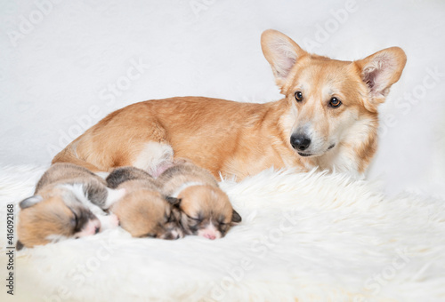 Psia rodzina. Suka welsh pembroke corgi ze szczeniętami