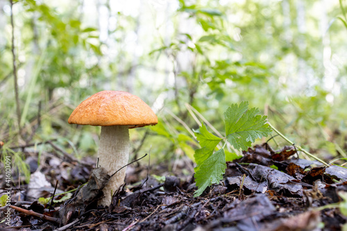 mushroom with an orange cap grows on the ground blurred background