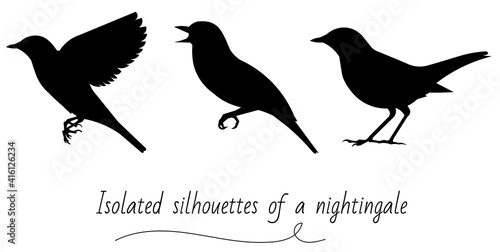 Three vector isolated silhouettes of a standing, flying, and singing nightingale