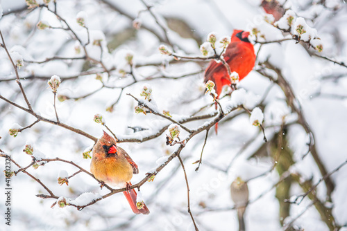 Two pair red northern cardinal couple, Cardinalis, birds perched on tree branch during heavy winter snow colorful in Virginia cherry flowers buds