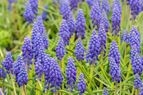 Grape hyacinth, USA