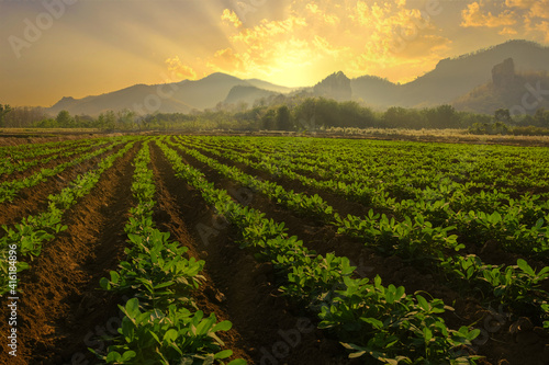 Landscape of peanuts plantation in countryside Thailand near mountain at evening with sunshine, industrial agriculture