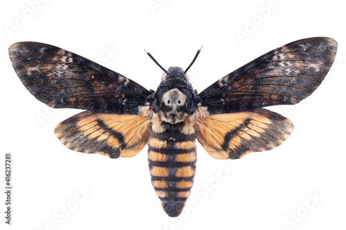 Death's-head hawkmoth (Acherontia atropos) isolated on white