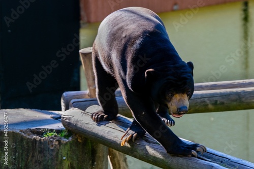 sun bear on a wooden pole