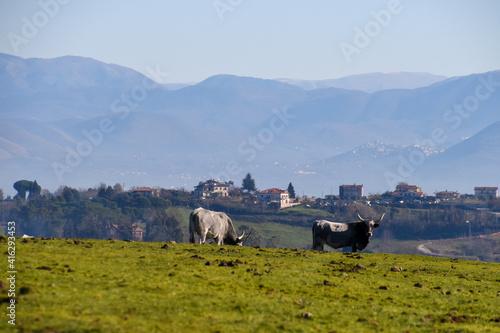 Beautiful countryside landscape near Sacrofano, in the center of Italy near Rome.