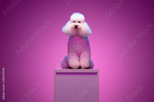 White poodle sitting on pedestal isolated on purple background in neon light.