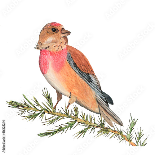 A single brown-red watercolor linnet bird sits on a branch