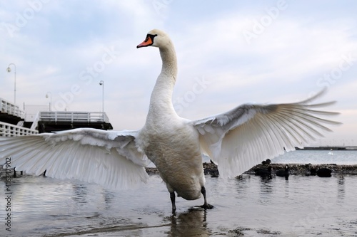 A close-up of a swan with spread wings, standing on the seashore by the pier. Baltic Sea, Sopot, Poland