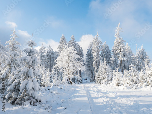 Snowy road in winter forest with snow covered spruce trees and group of people in distance. Brdy Mountains, Hills in central Czech Republic, sunny day