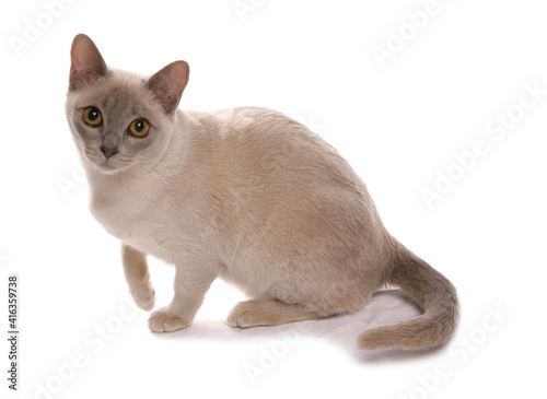 Lilac burmese cat