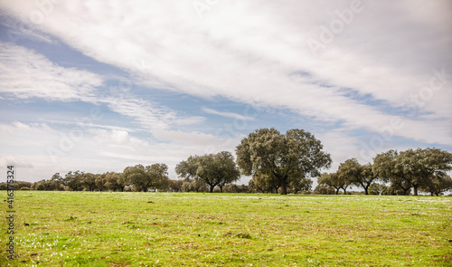 Open field of the Extremadura dehesa in spring with a holm oak in the center