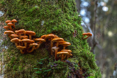 little light brown mushrooms growing out of the tree bark covered with green soft thick moss. network, colony of small shining fungus on live trunk in a forest. ecological balance of living organisms