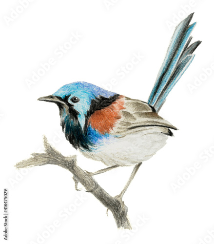 Lovely fairy wren (malyur) sitting on a branch. Color pencil drawing
