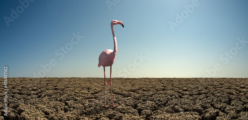 pink wild flamingo in severe drought desert